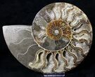 Split Agatized Ammonite - Million Years #18830-2